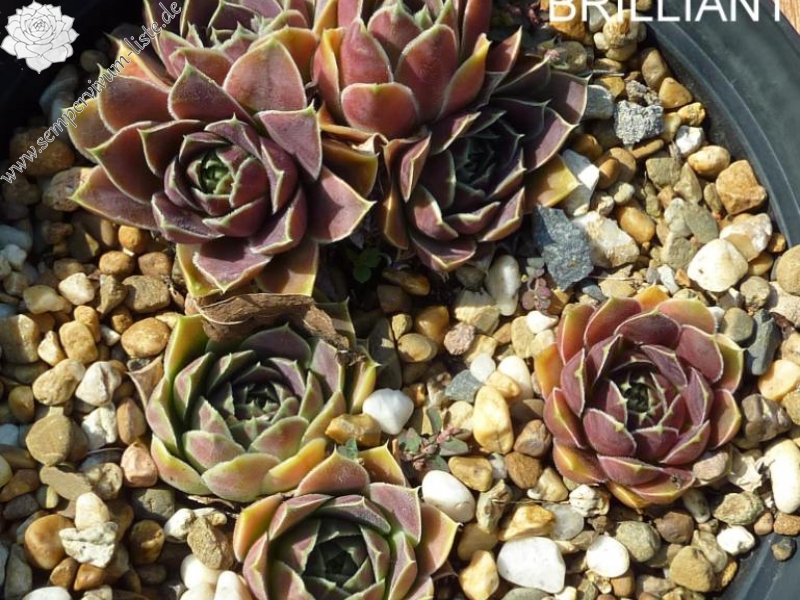 Darts Brilliant / Jovi