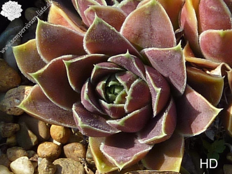 Darts Brilliant / Jovi