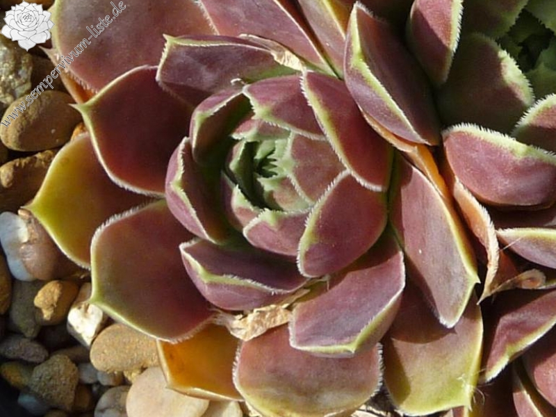 Darts Red Robin / Jovi