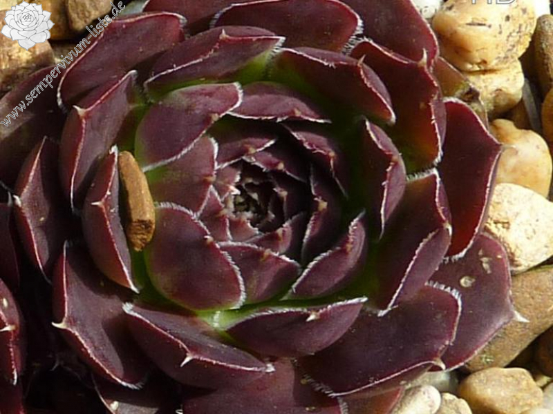 De Grote Kaimene / Jovi