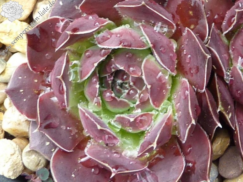 Deep Red Selection / Jovi