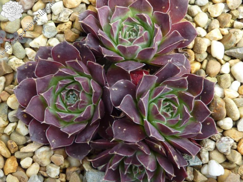 Delta Velorum / Jovi