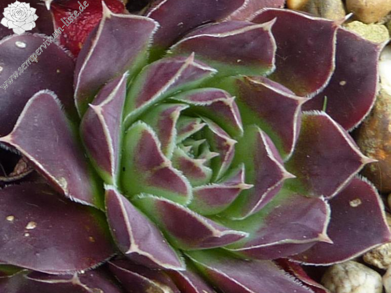 Delta Velorum / Jovi