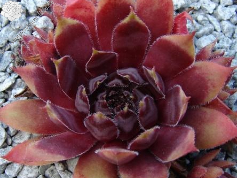 Devon Jewel | Sempervivum-Liste