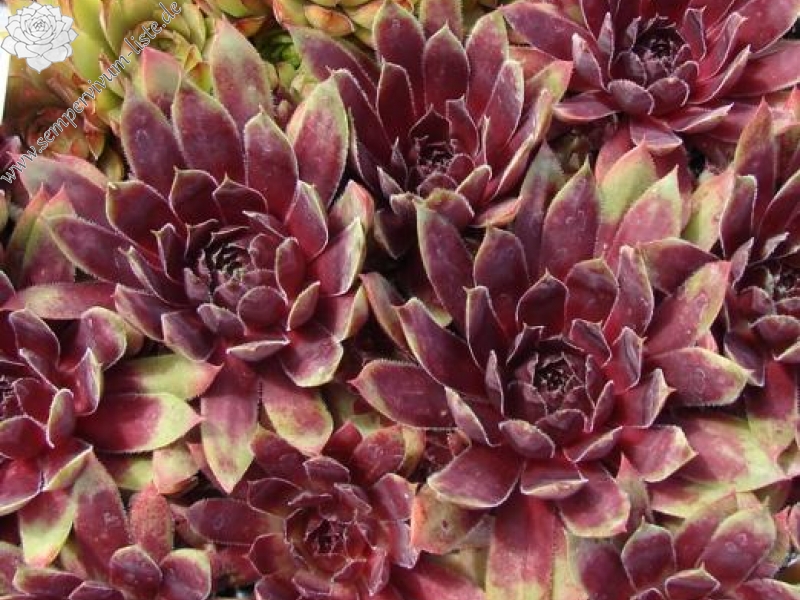 Devon Jewel | Sempervivum-Liste