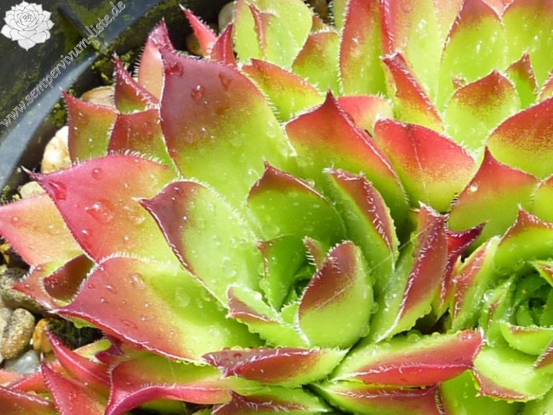 Diepvens Julia / Jovi