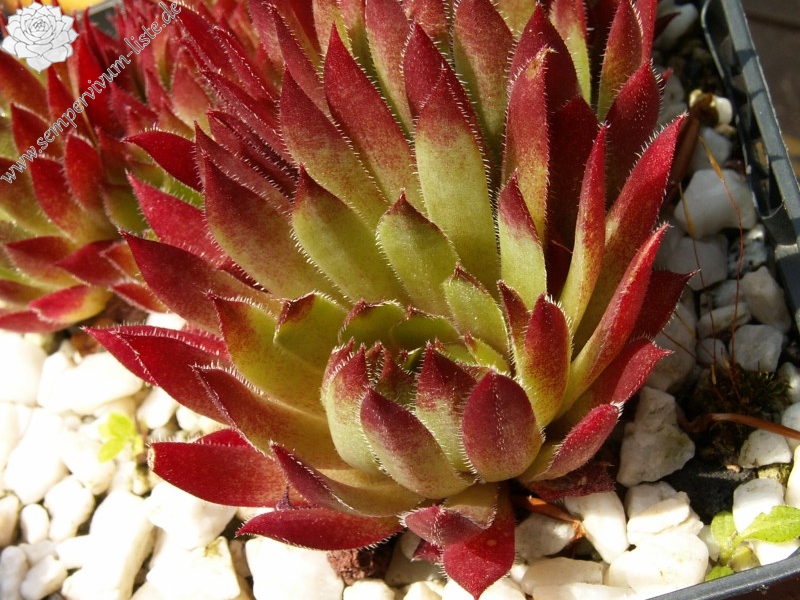 Ilse