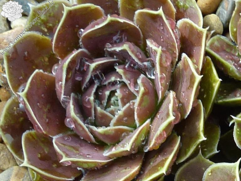 Madelin / Jovi ( II )