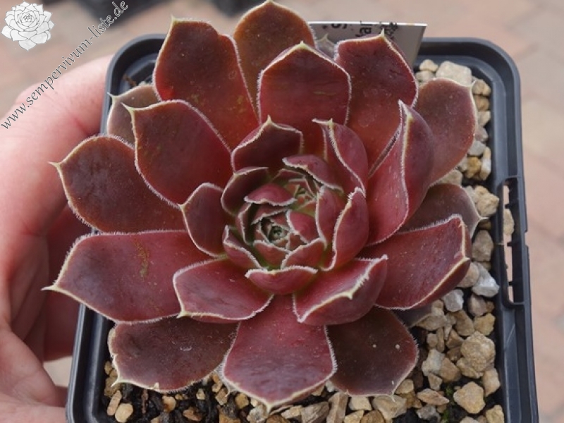 Madelin / Jovi ( II )