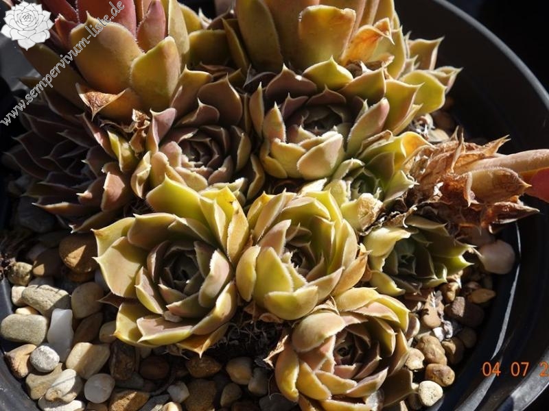 Madelin / Jovi ( II )