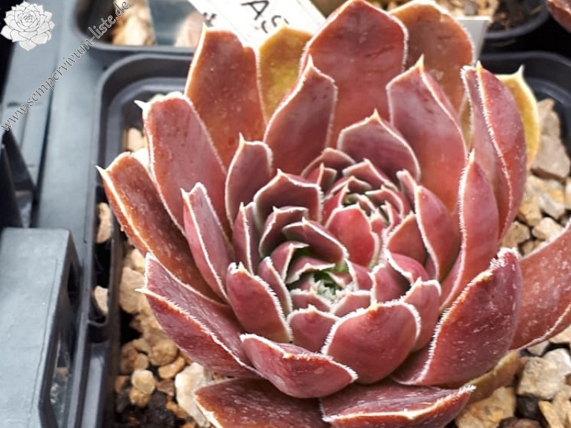 Madelin / Jovi ( II )