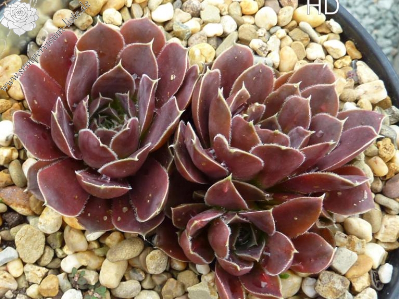 El Reventador / Jovi