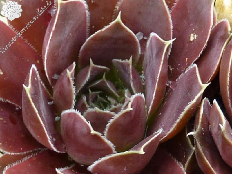 El Reventador / Jovi