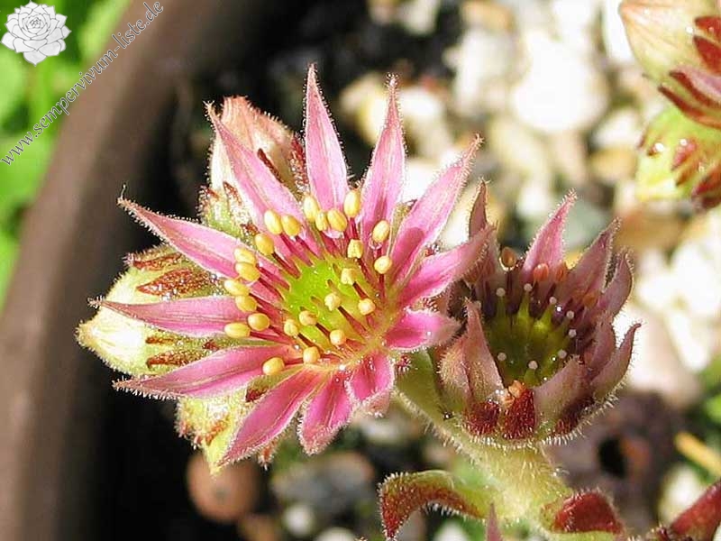 Elaine