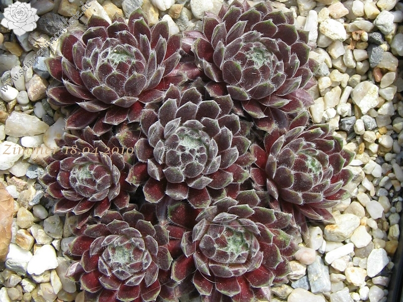 Emberley Pink