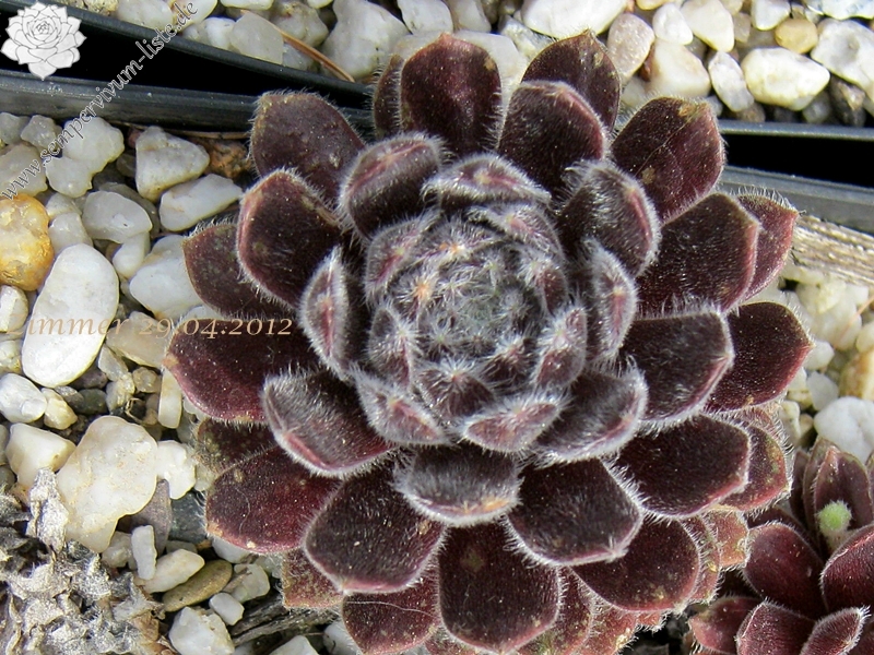 Emberley Pink