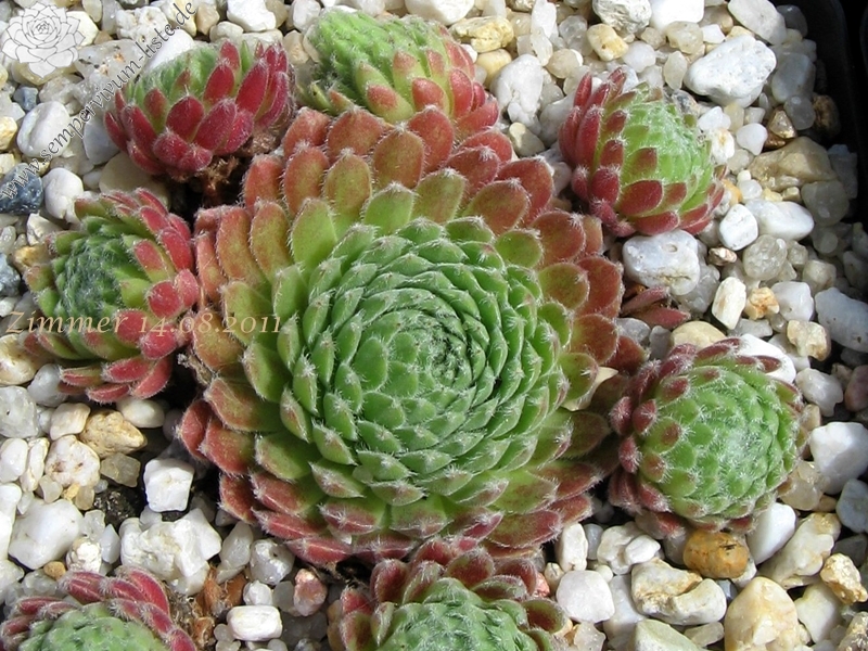 Emberley Pink