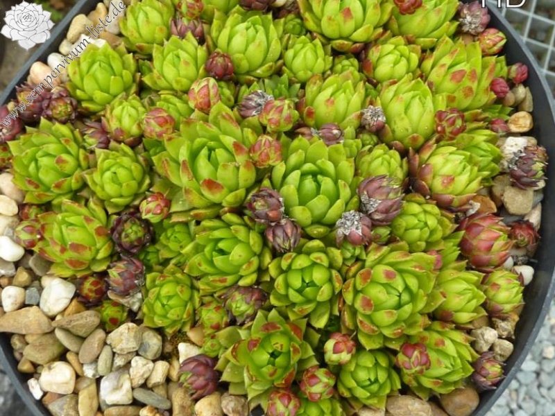 Emerald Green / Jovi