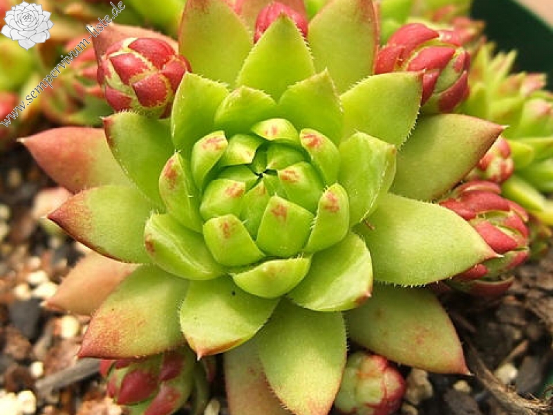 Emerald Spring / Jovi