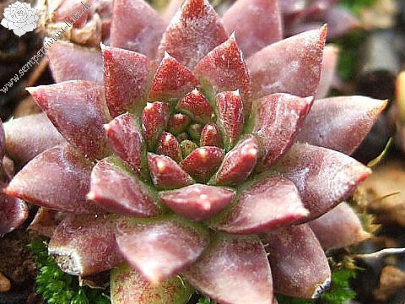 Emerald Spring / Jovi