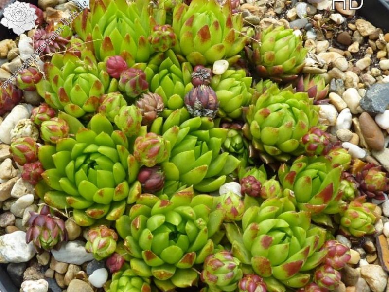 Emerald Spring / Jovi