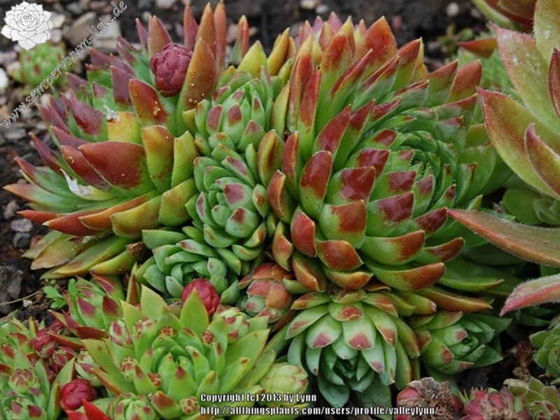 Emerald Spring / Jovi