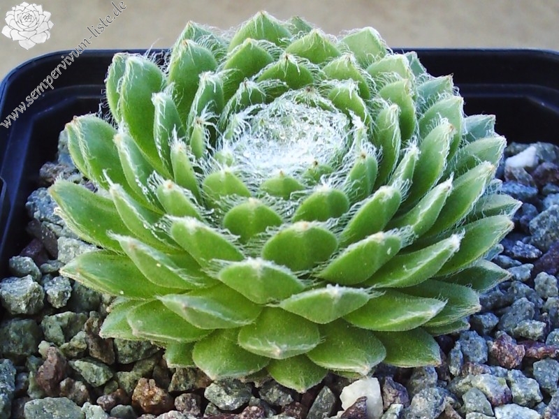 Ependa