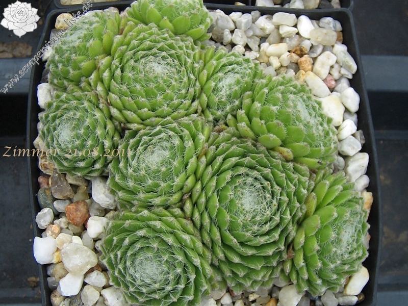 Ependa
