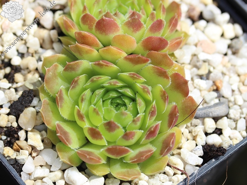 Jemina / Jovi