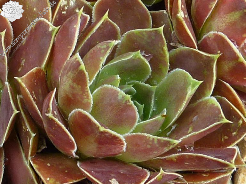 Isla Guadalupe / Jovi