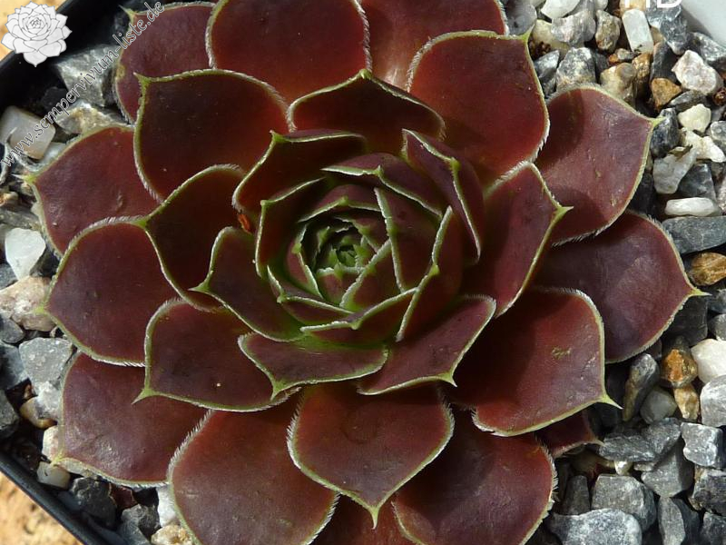 Isla Guadalupe / Jovi