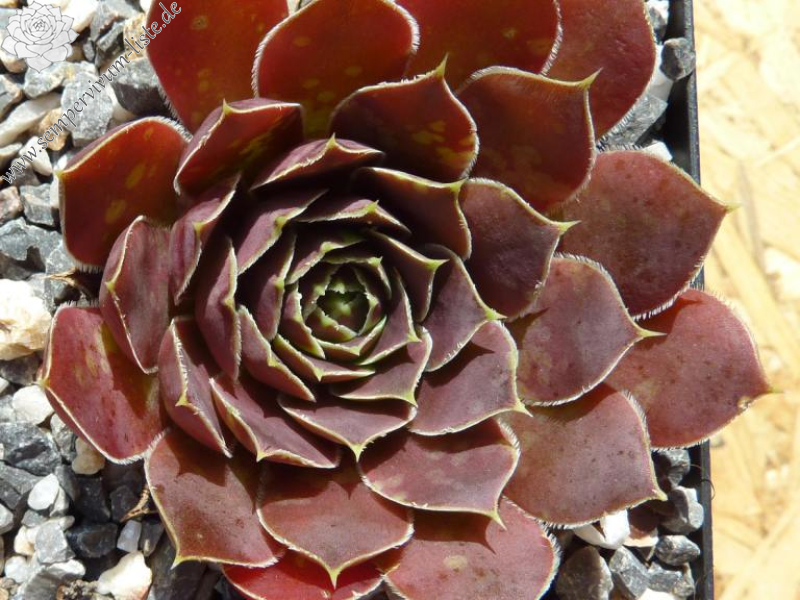 Isla Guadalupe / Jovi