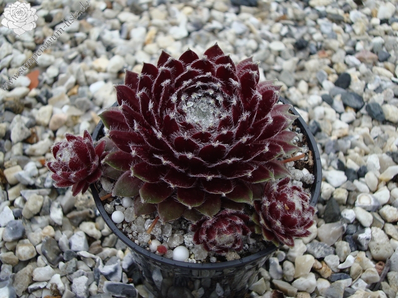 Iced Burgundy