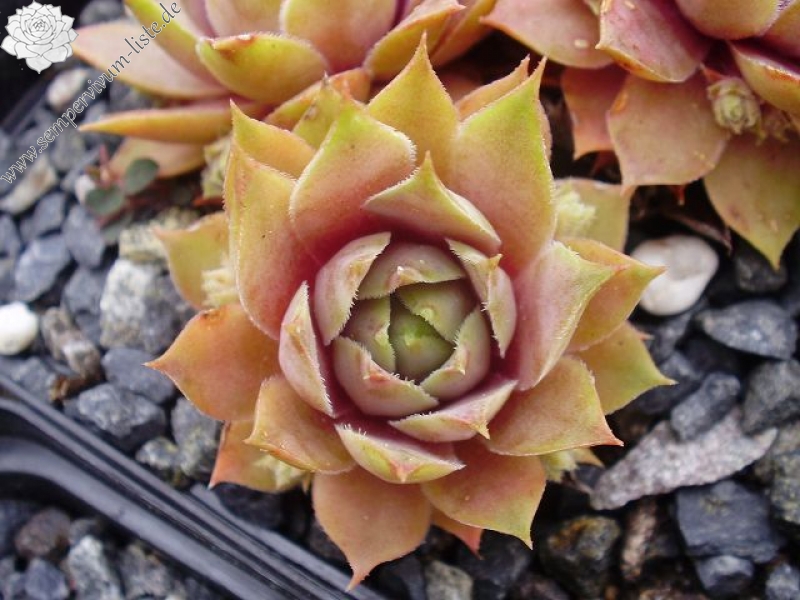 Xenia