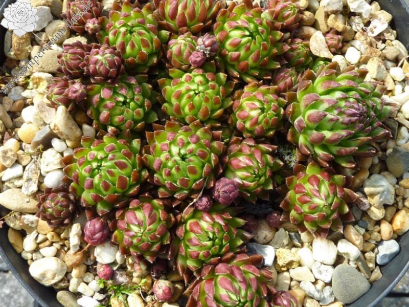 Forme a Feuilles Rouges / Jovi