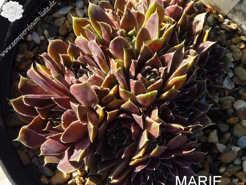 Marie Therese / Jovi