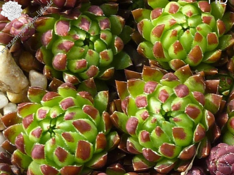 Forme a Feuilles Rouges / Jovi