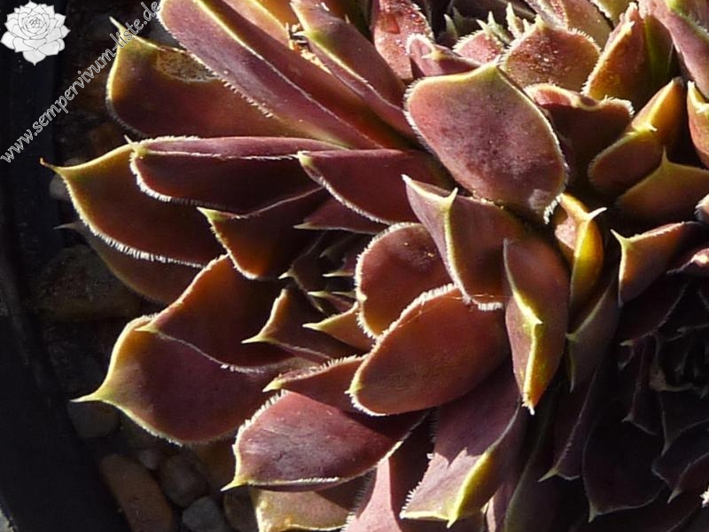 Marie Therese / Jovi