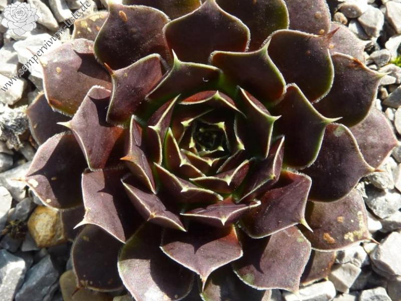 Marie Therese / Jovi