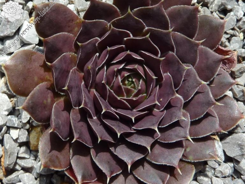 Marie Therese / Jovi