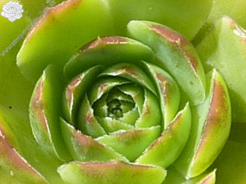 Maigold / Jovi ( II )