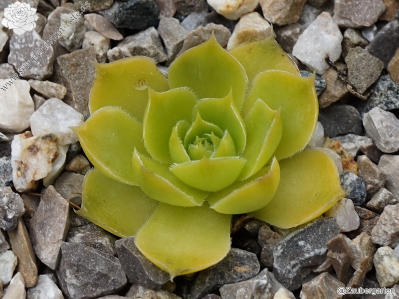 Maigold / Jovi ( II )