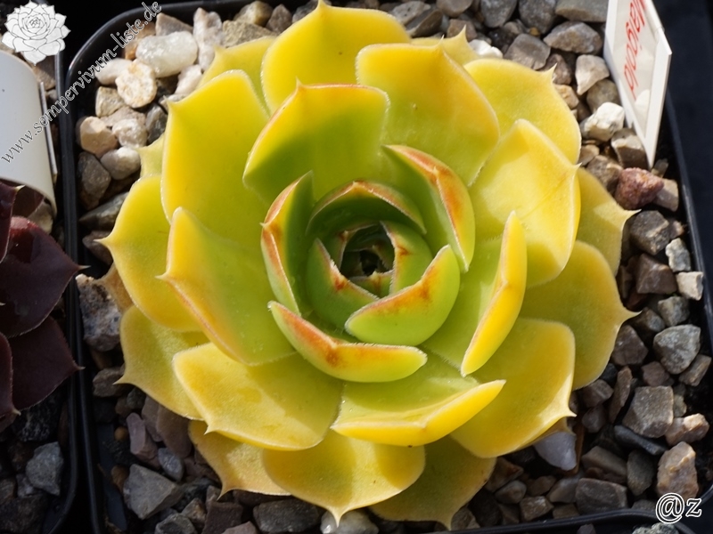 Maigold / Jovi ( II )