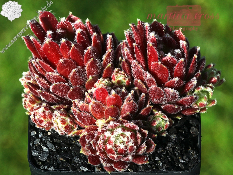 Ice Berry