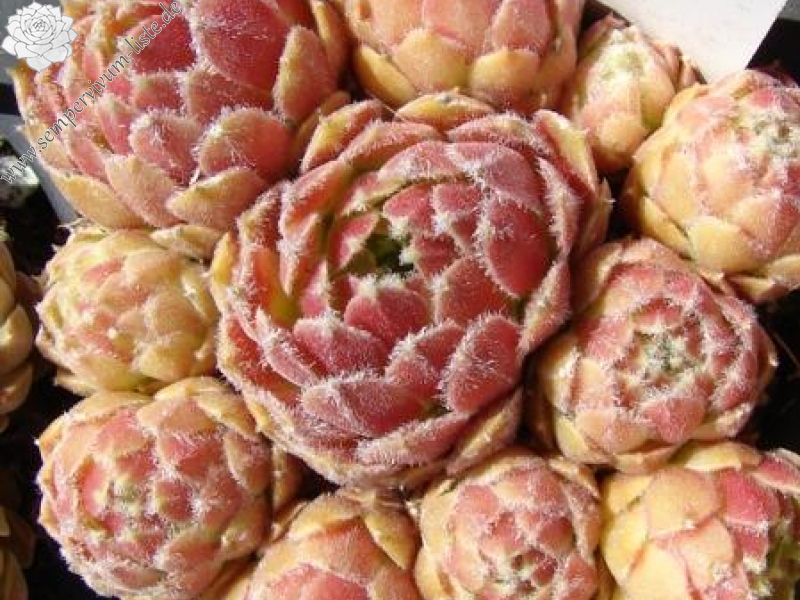 Ice Berry