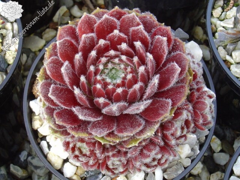 Ice Berry