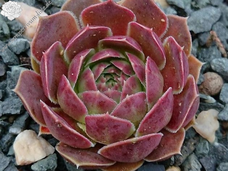 Czardasfürst / Jovi