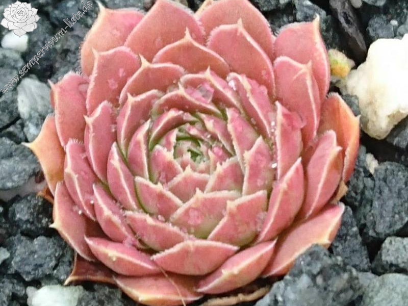 Czardasfürst / Jovi