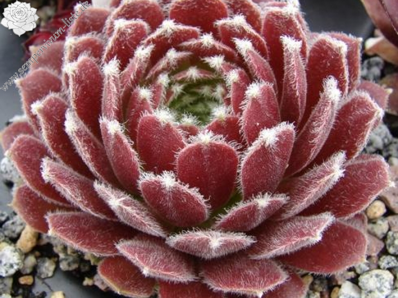 Ice Berry
