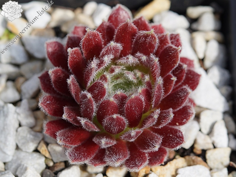 Ice Berry
